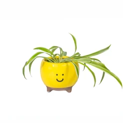 New Sass and Belle Happy Planter