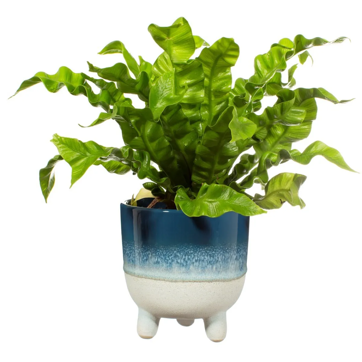 Best Sass and Belle Mojave Glaze Blue Large Planter on Legs